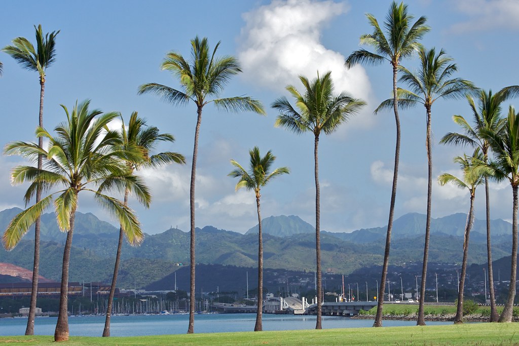 Palm Fence